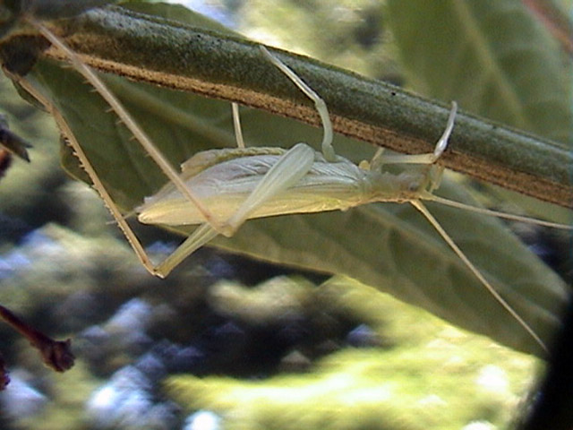 Oecanthus pellucens - Copyright Hugues Mouret